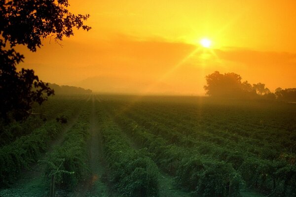 Puesta de sol en el fondo de campos infinitos