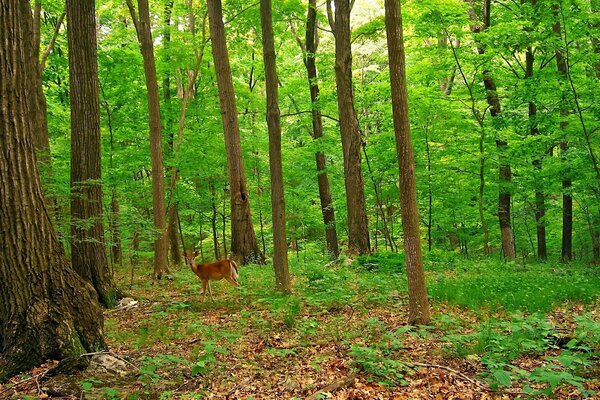 Piccolo cervo ai margini della foresta