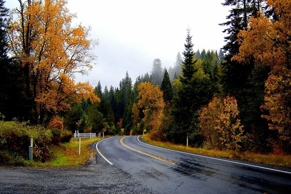 Árboles de Navidad altos y camino al futuro en el bosque de otoño