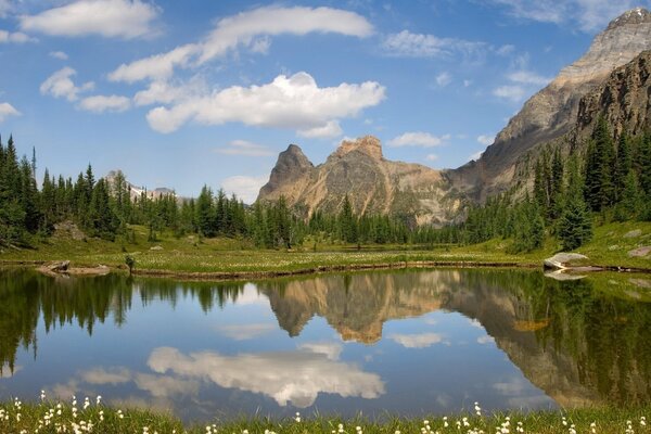 Reflejo de la hermosa vida silvestre en el espejo del lago