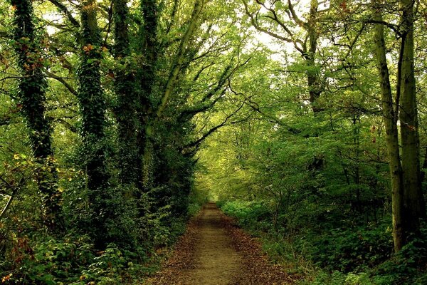 Im kühlen Sommerwald liegt eine Straße