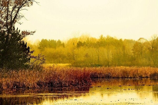 Landschaft des Herbstsees mit Schilf