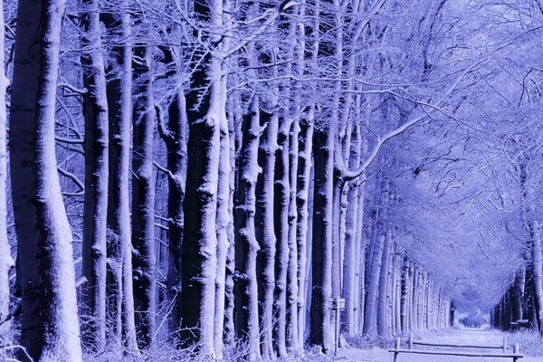 Parque de invierno en ropa de nieve