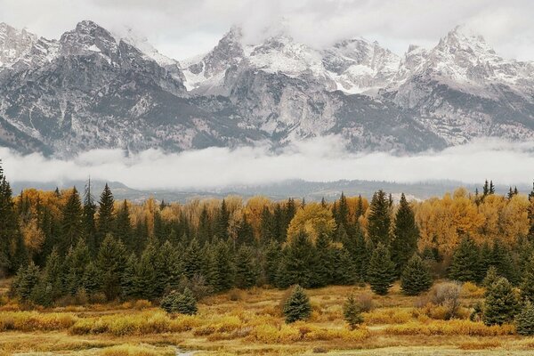 Forêt d automne sur fond de montagnes enneigées