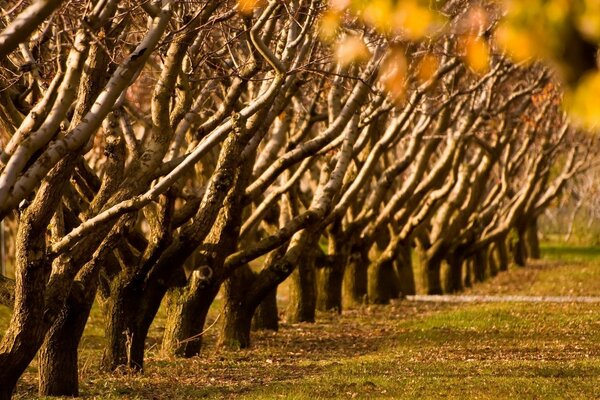 Rangée d arbres d automne, sans feuillage