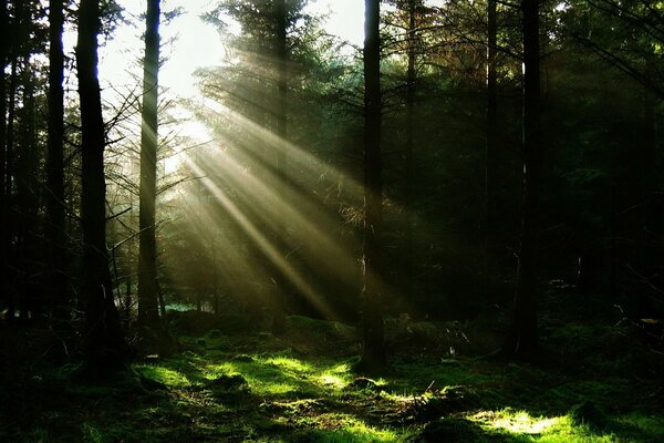 Dark thickets in a dense forest