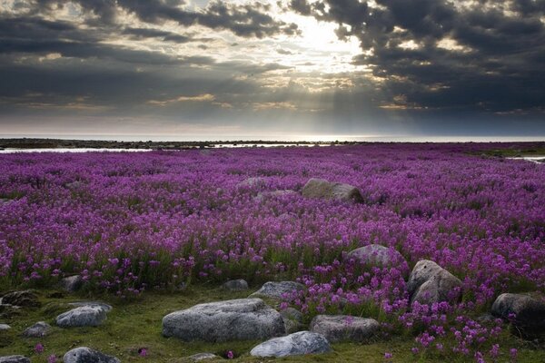 Puesta de sol en un claro con flores moradas