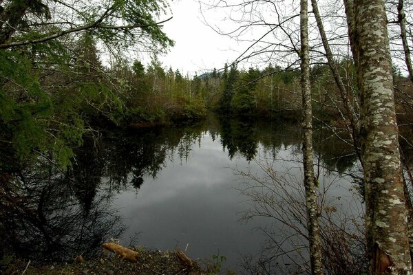 Forest in cloudy weather and thickets