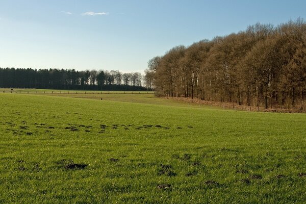 A green clearing in sunny weather