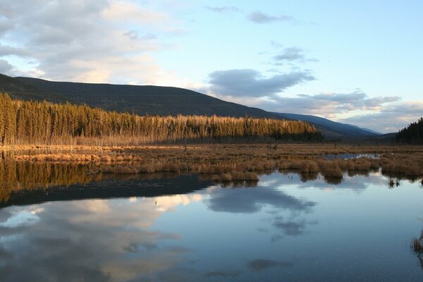 Lake water edge of the shore trees