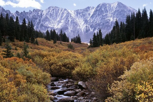 Mountain stream in the rocky terrain of the forest