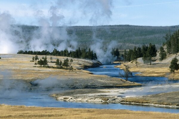 Geysers in the wild surrounded by a fir forest