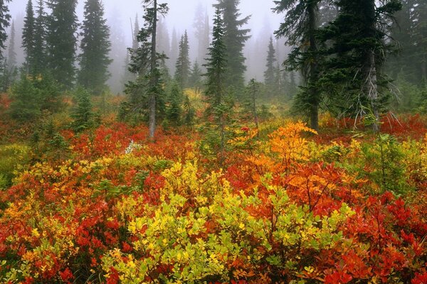 Exuberantes coronas de abeto en la niebla en el otoño