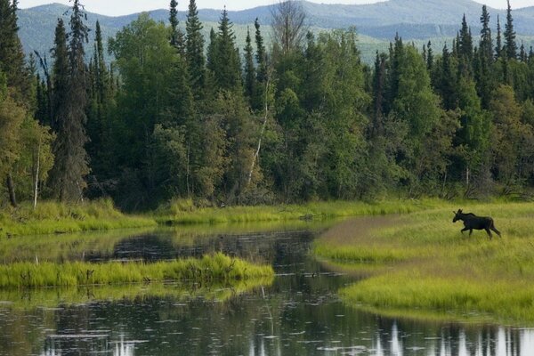 L alce in natura si affretta a fare i suoi affari