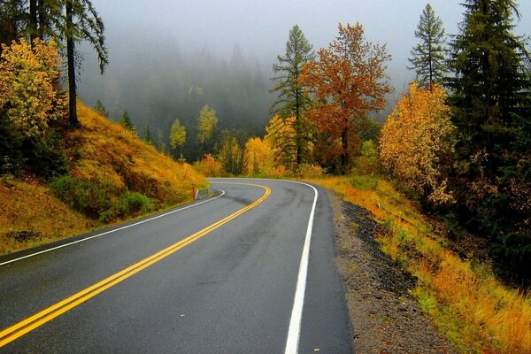 Autumn rainy road in the forest