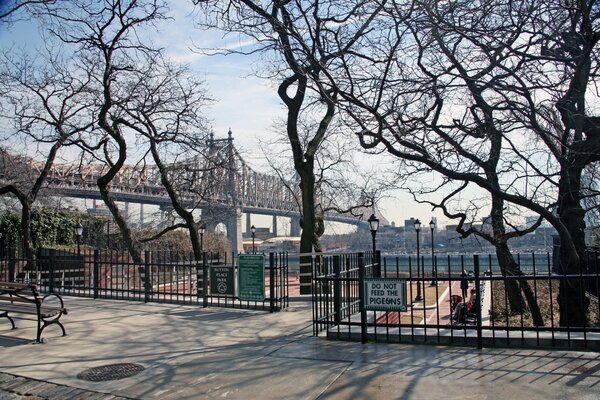 Bare trees and a bridge in a winter park