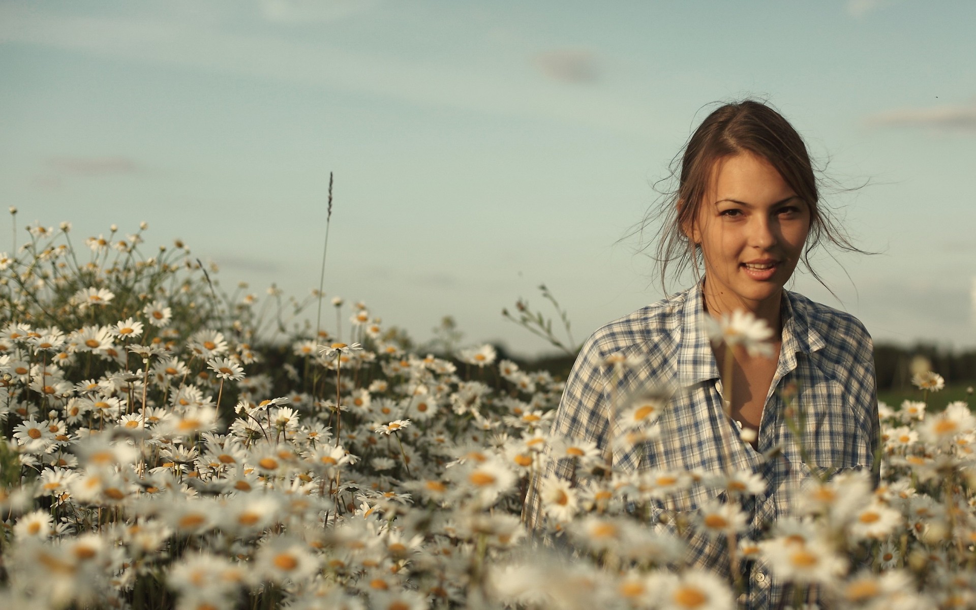 chamomile the field