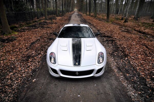 The car runs merrily along the forest road