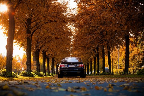 Autumn photo of a black bmw m5 e39