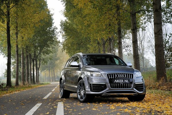 Grey Audi jeep on the road with yellow leaves