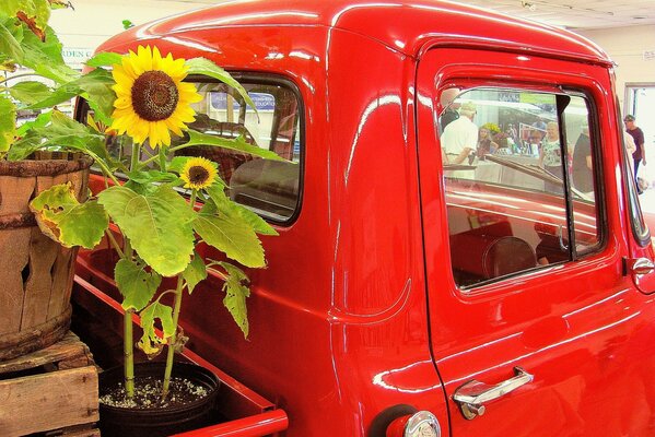 A red truck with a sunflower in the back