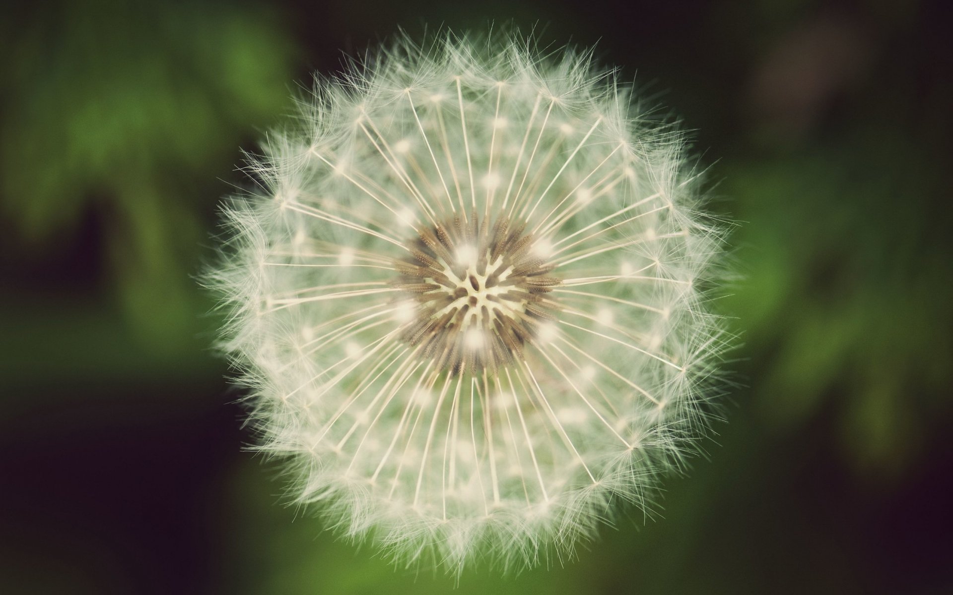 flauschige blume blumen löwenzahn weiß