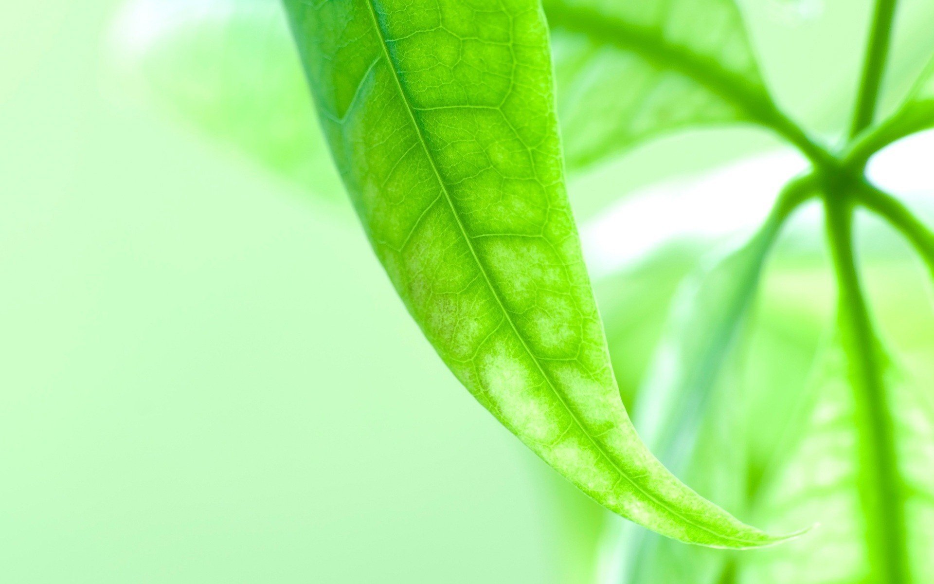 the veins on the leaf green leaf sprig green