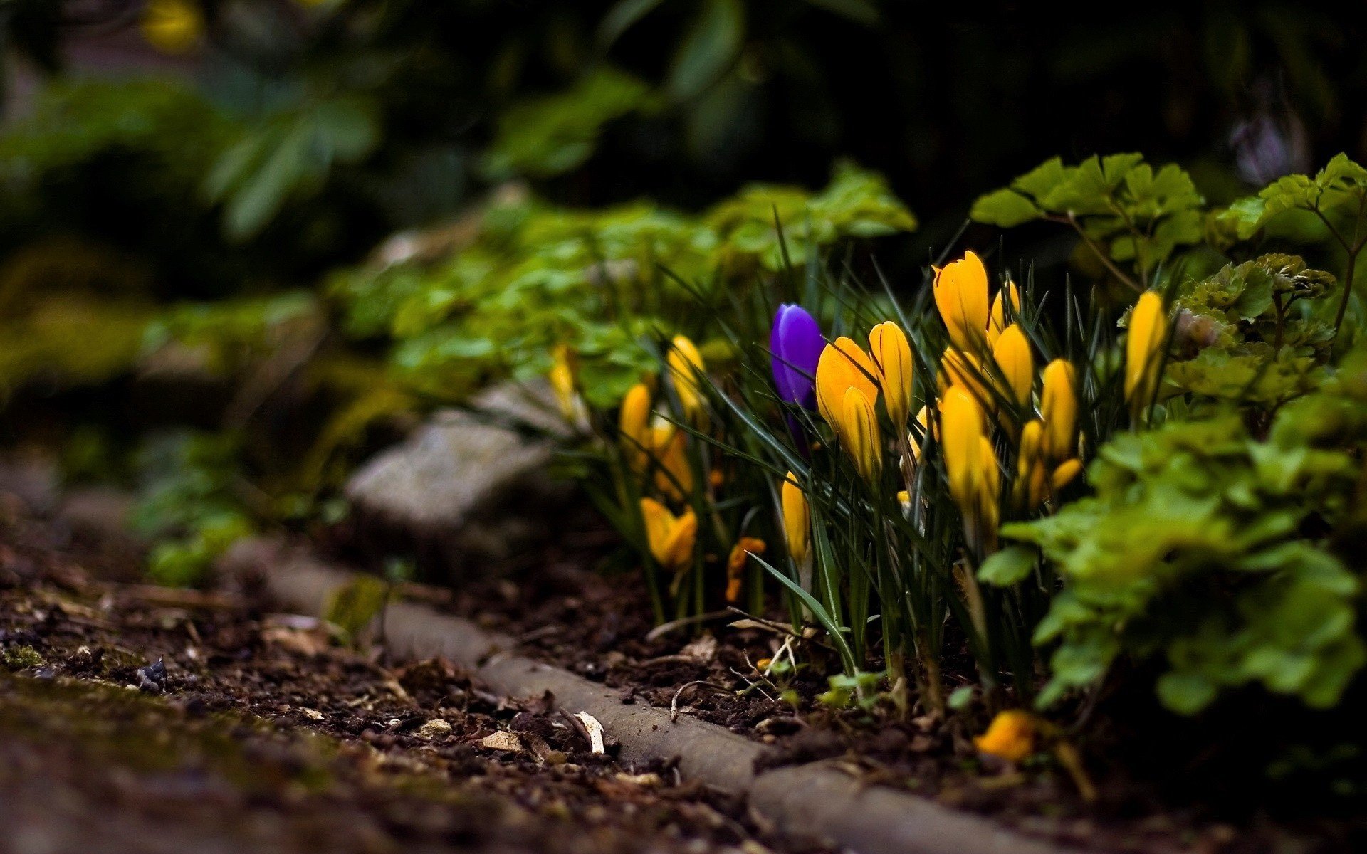 fiori tulipani giallo volantini