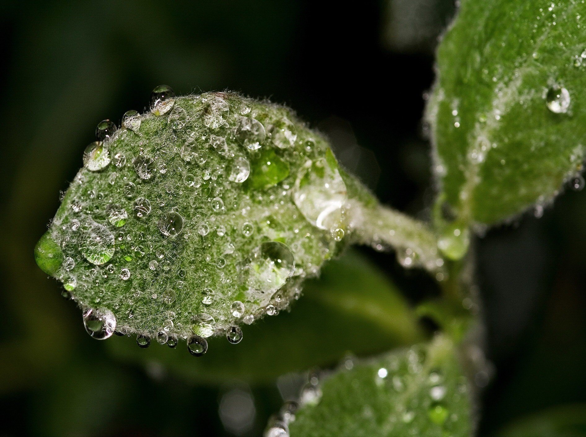 foliolos vellosos planta gotitas