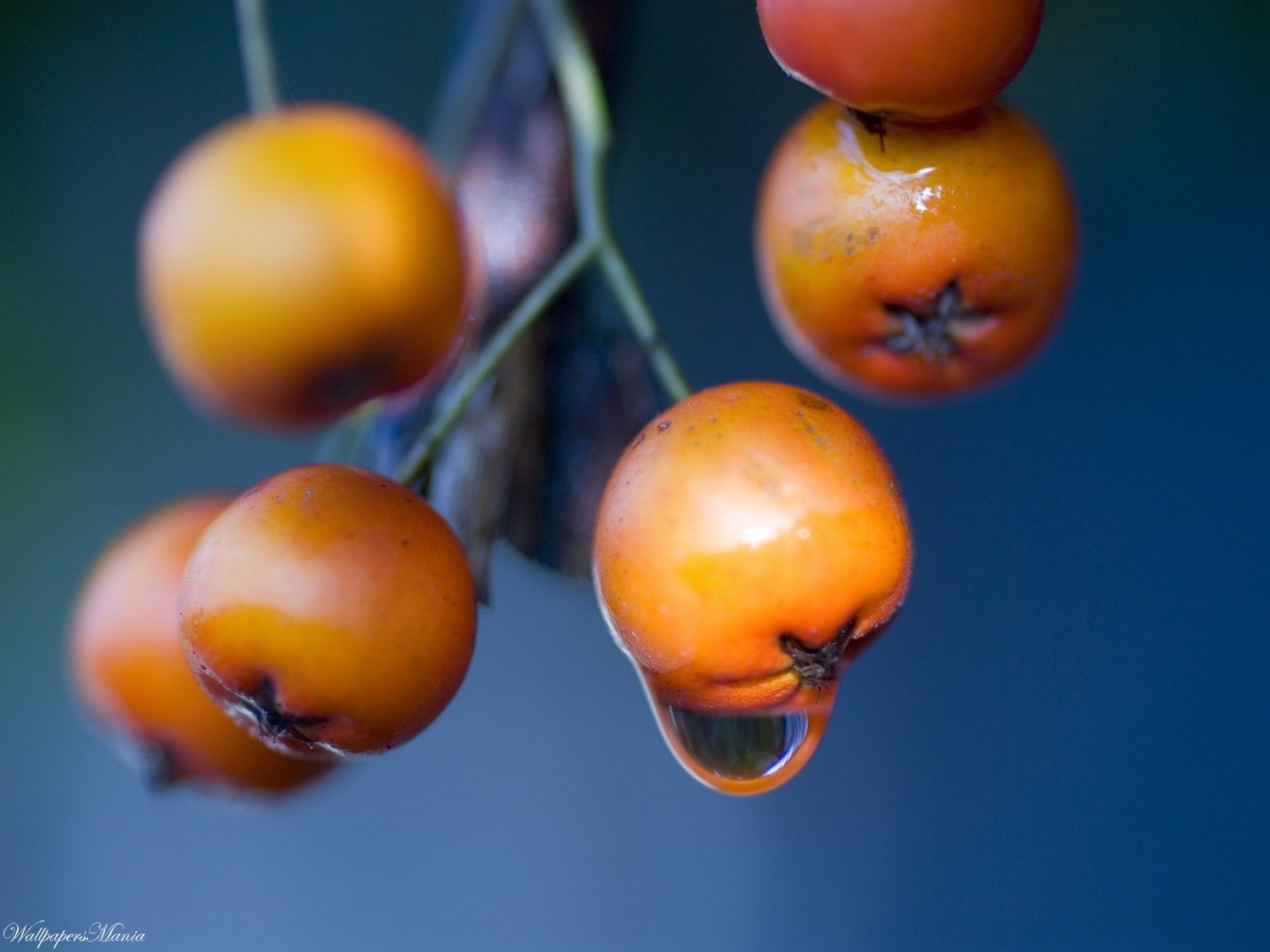 jaune brindille baies fruits