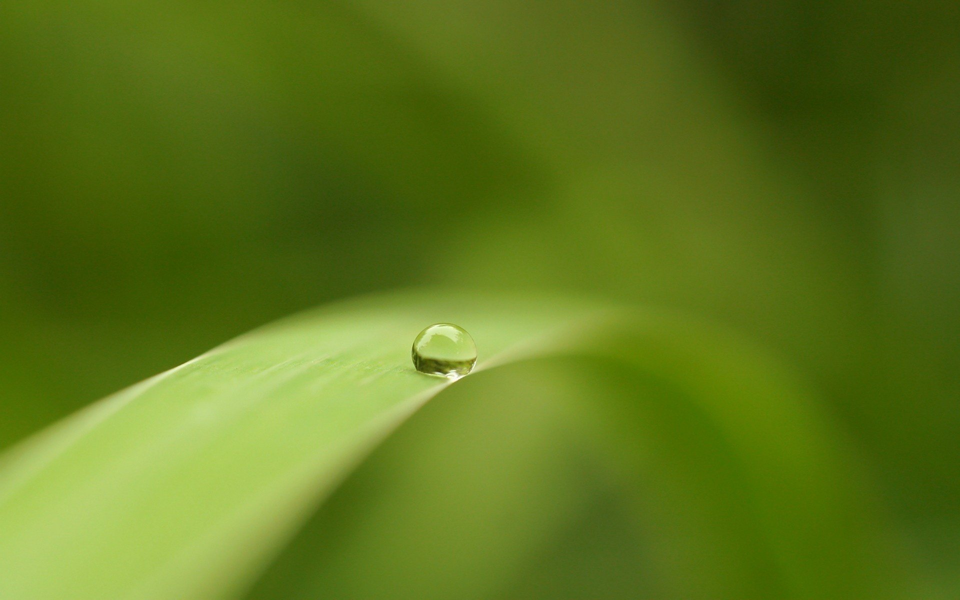 a lone droplet greens a blade of gra