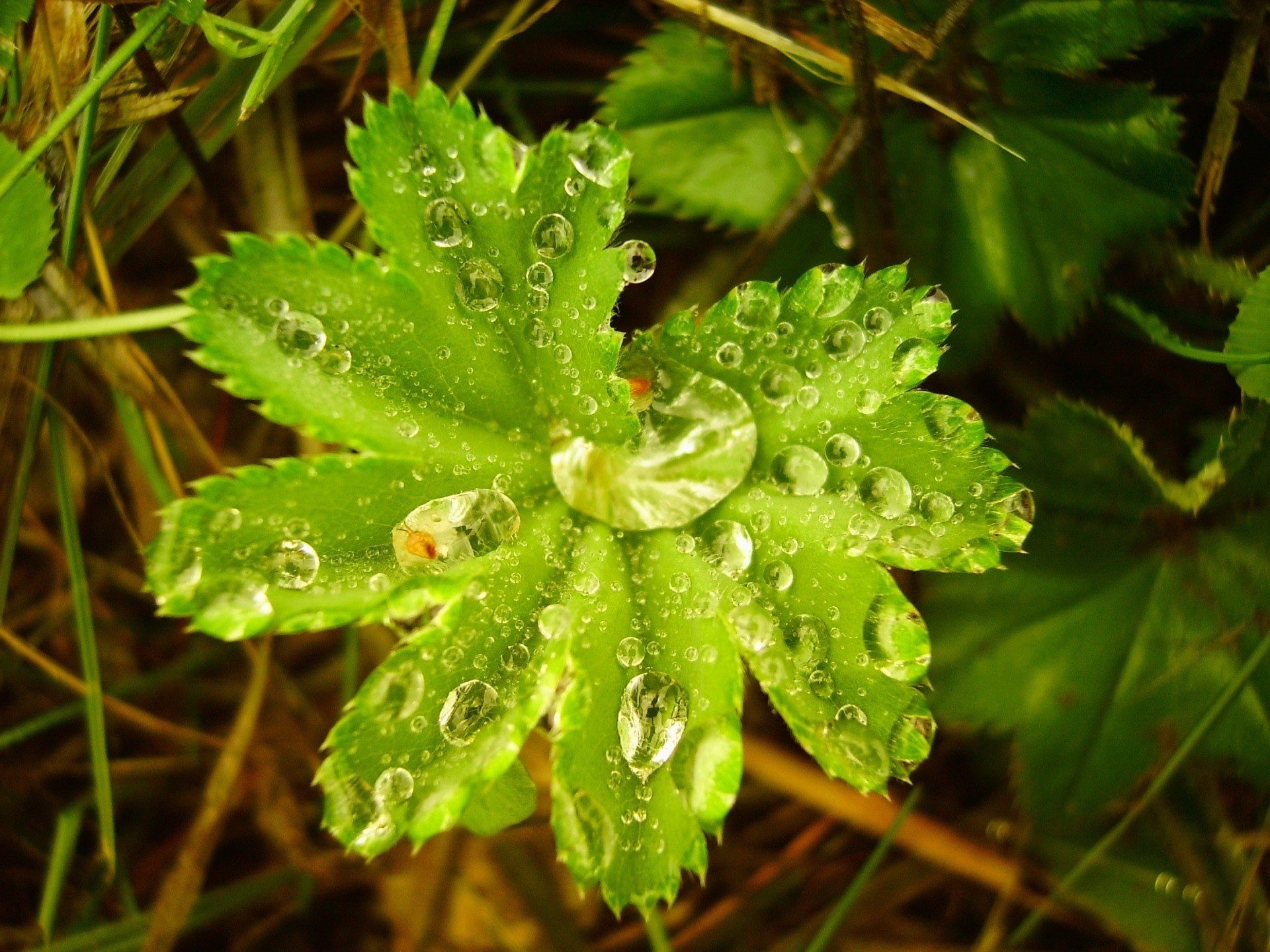 leaf flower droplets of water green