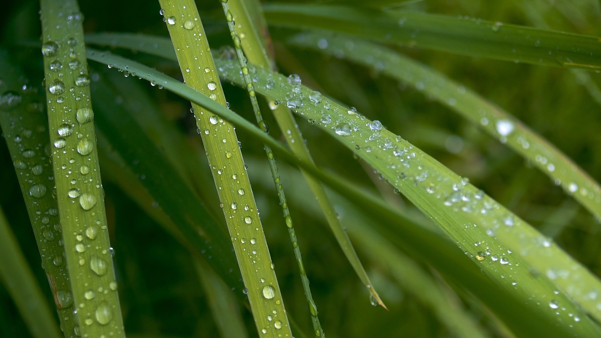 hierba verde gotas de rocío mañana verde