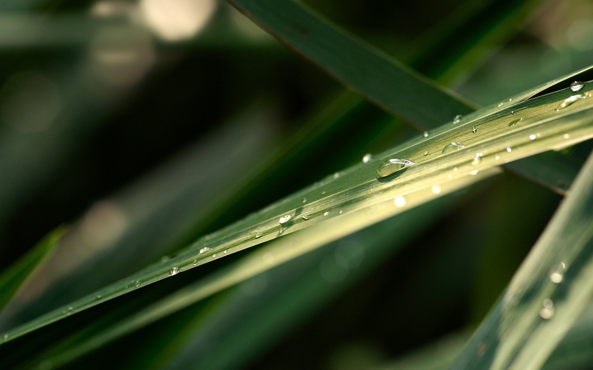 filo d erba verde goccioline di acqua verdi