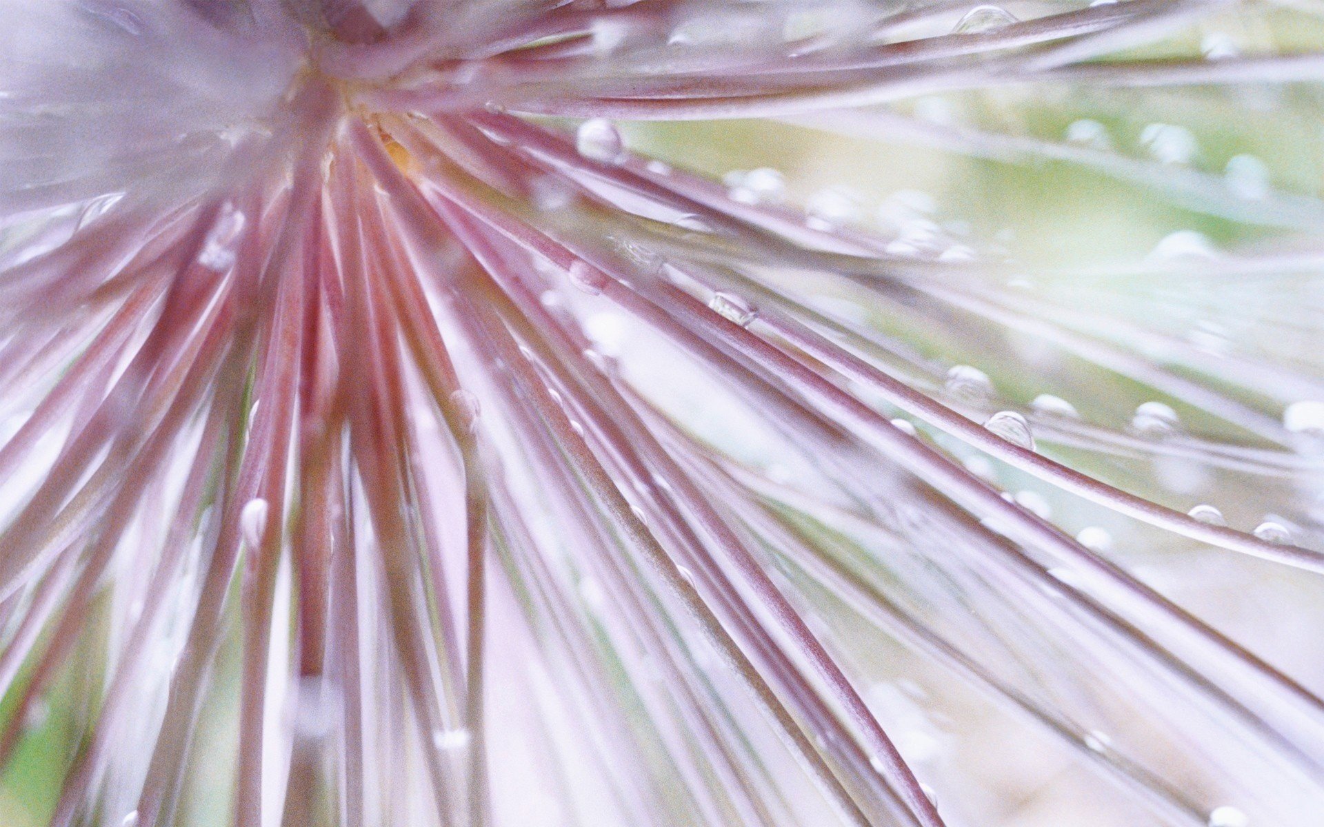 flowers pink flower long needle