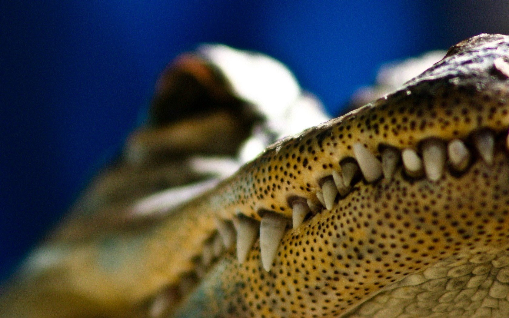 cocodrilo puntos negros dientes animales depredadores