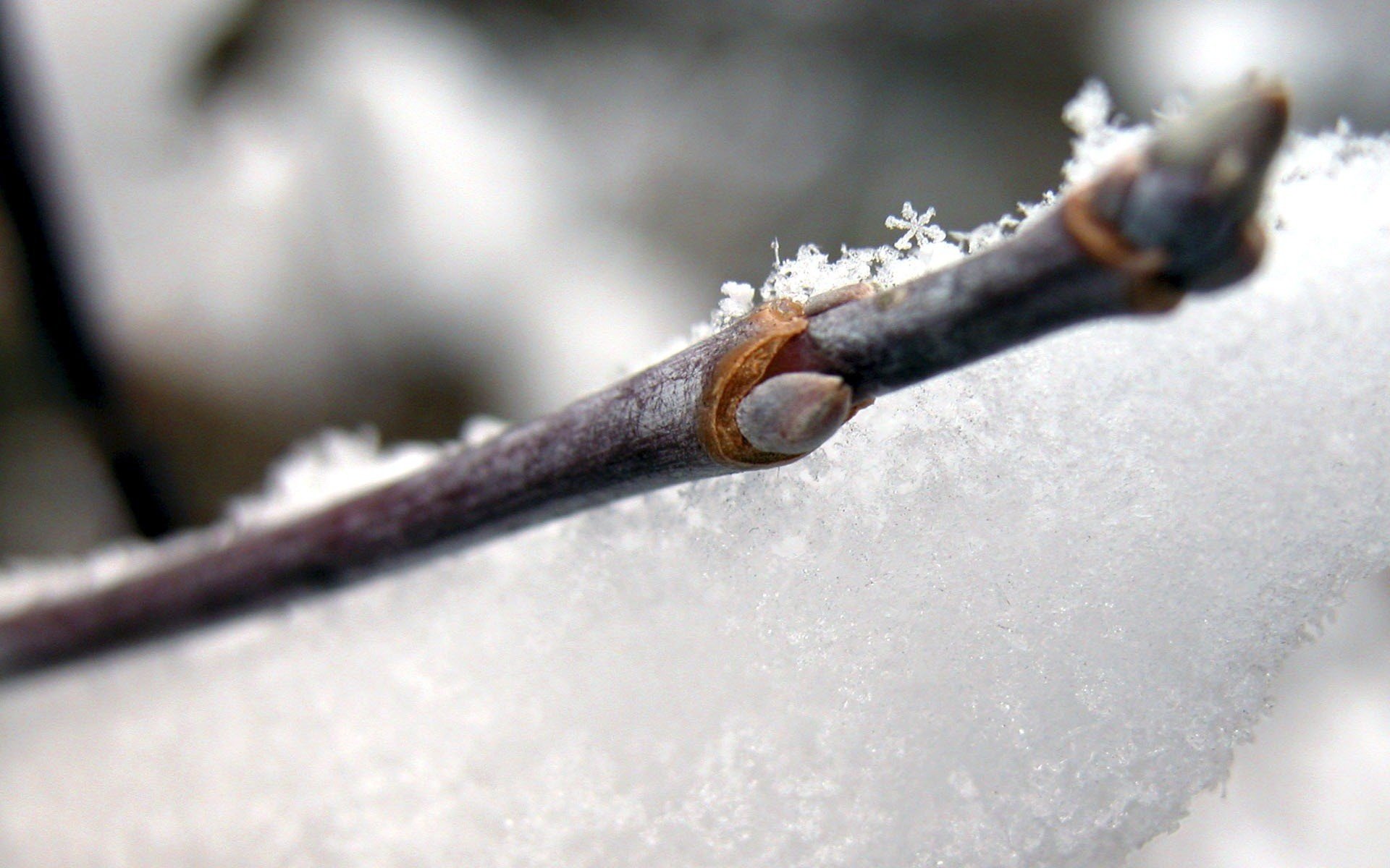 bellissimi fiocchi di neve neve ramoscello