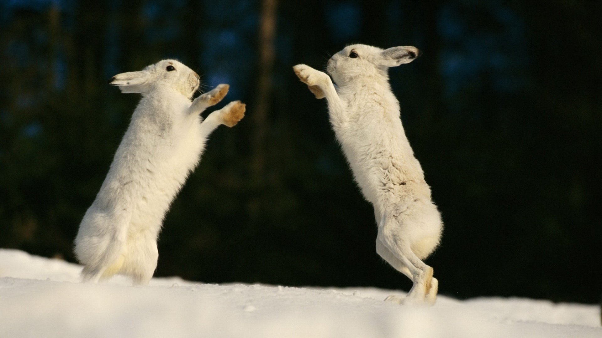 tier kaninchen süße kreaturen schnee spiel pfoten winter sprung moment foto