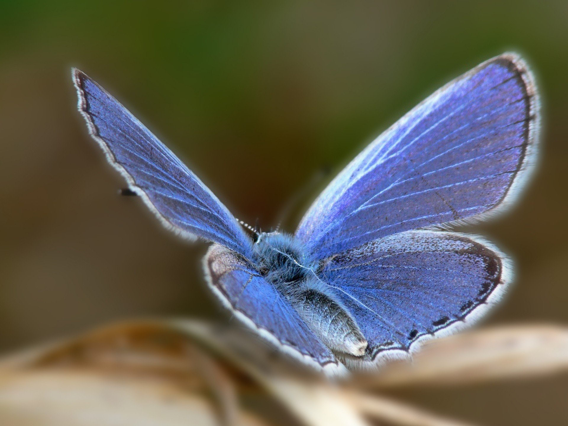 bagliore bluastro farfalla ali animali