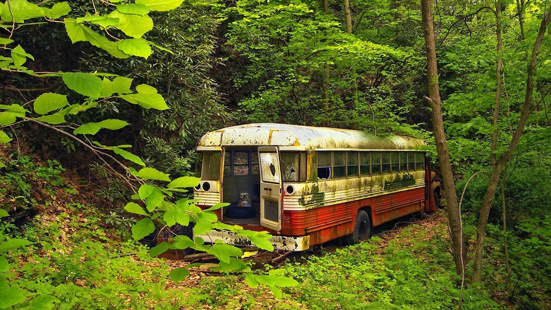 bus wildlife thickets forest