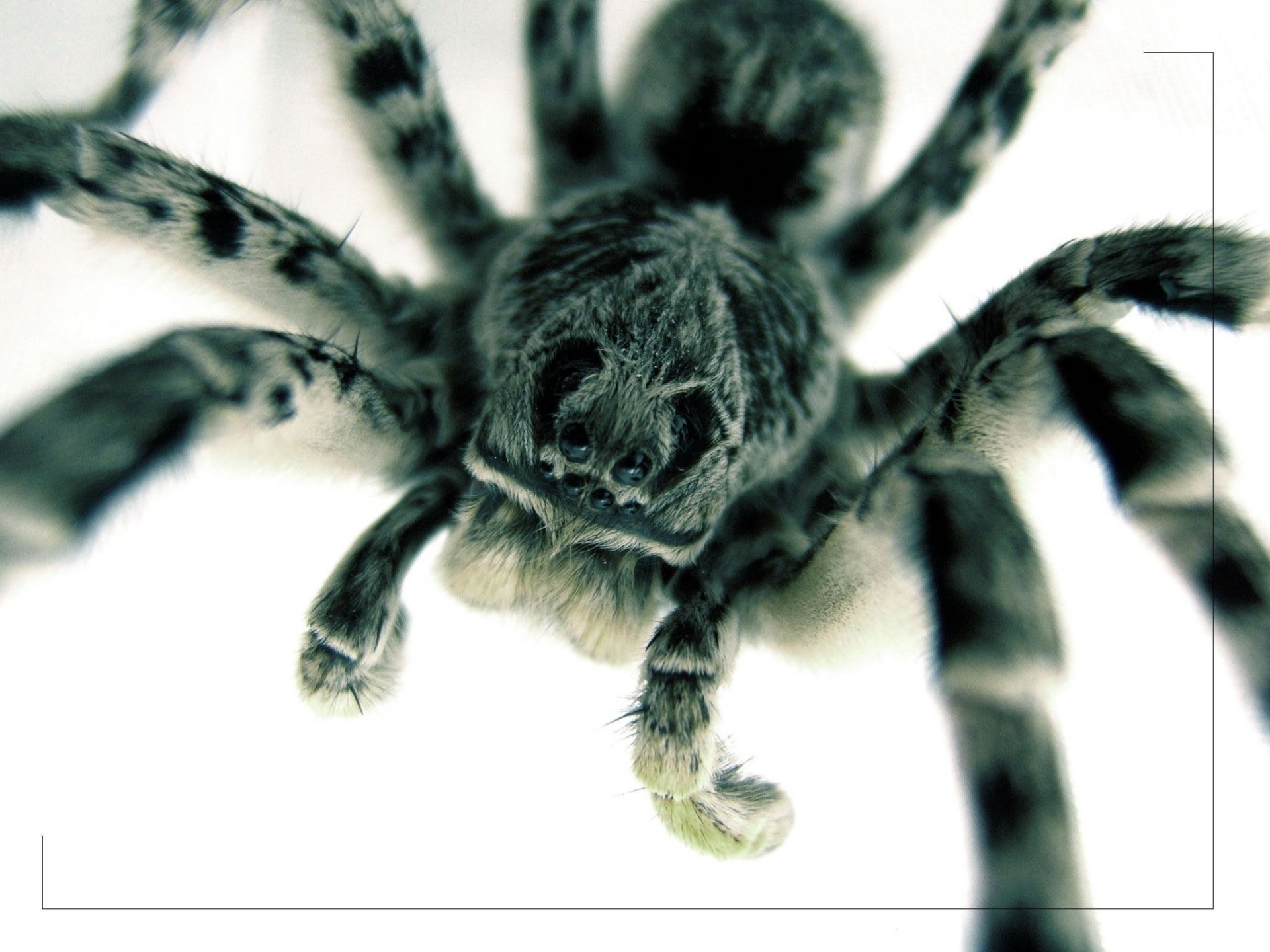 pider fluffy paws a pretty face insects animal