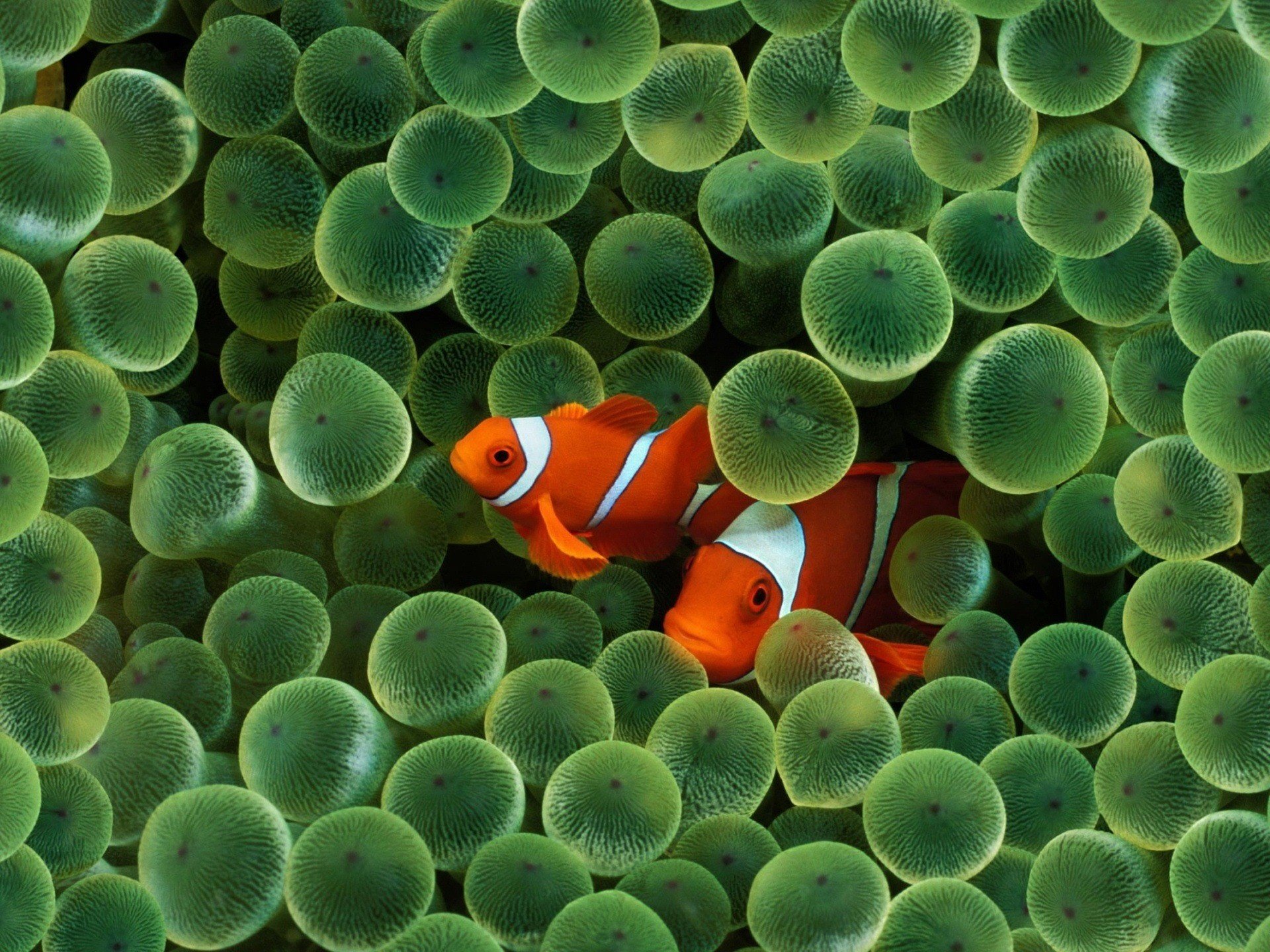 huevos rayas rojas peces dibujos animados aves acuáticas