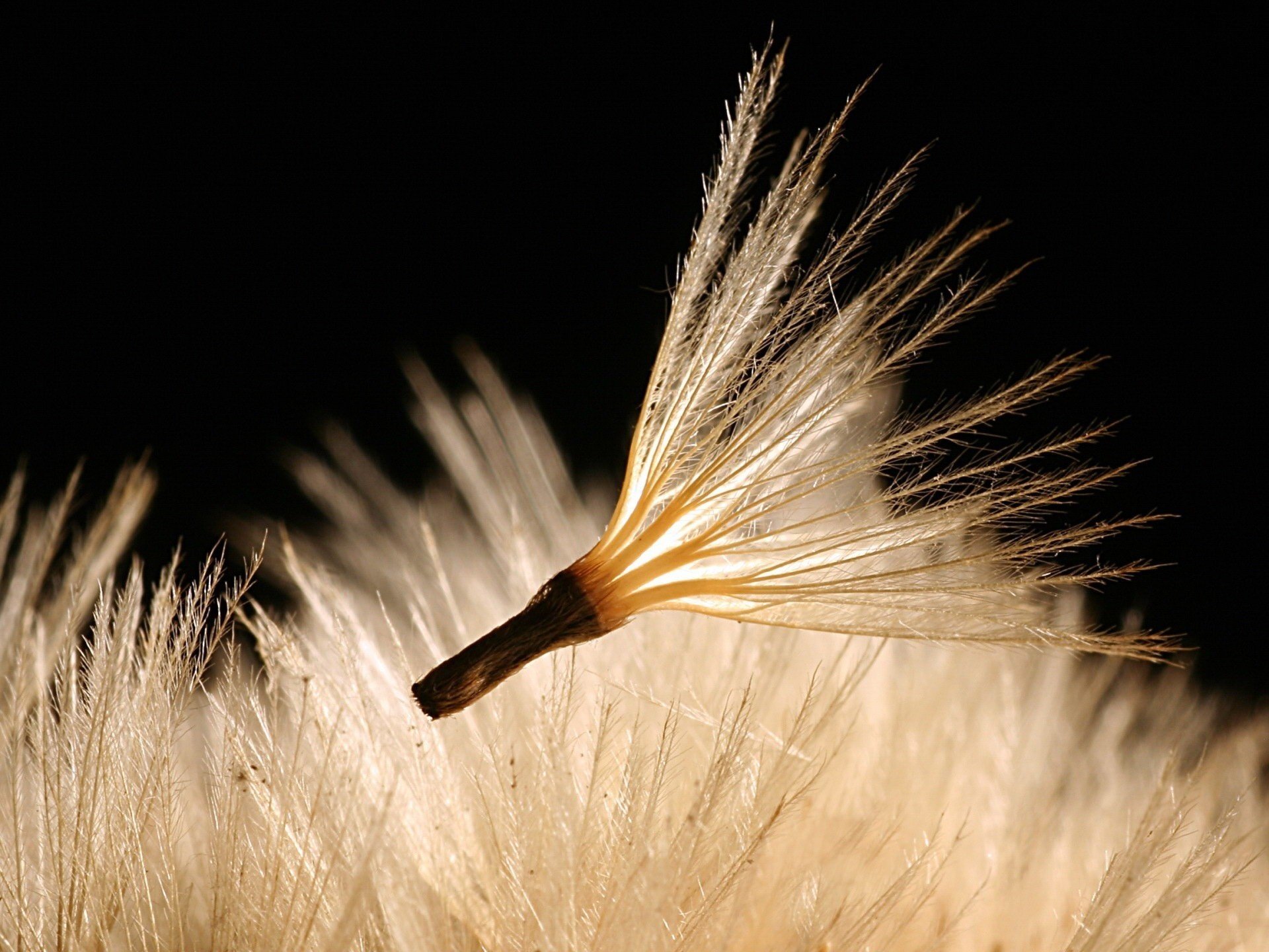 petal of a dandelion furry creature flower the air flight dandelion black background