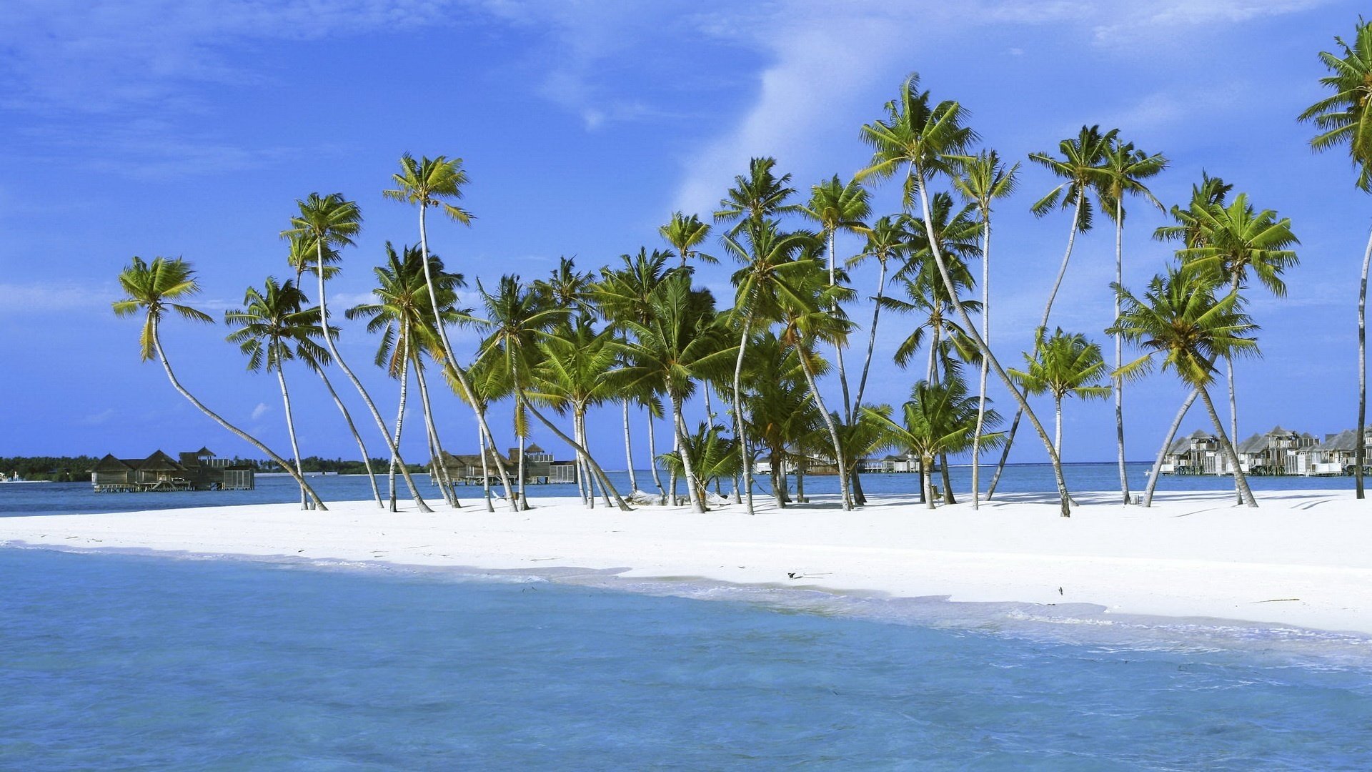 weißer sand palmen wind strand insel tropen ufer brandung meer himmel küste sommer natur