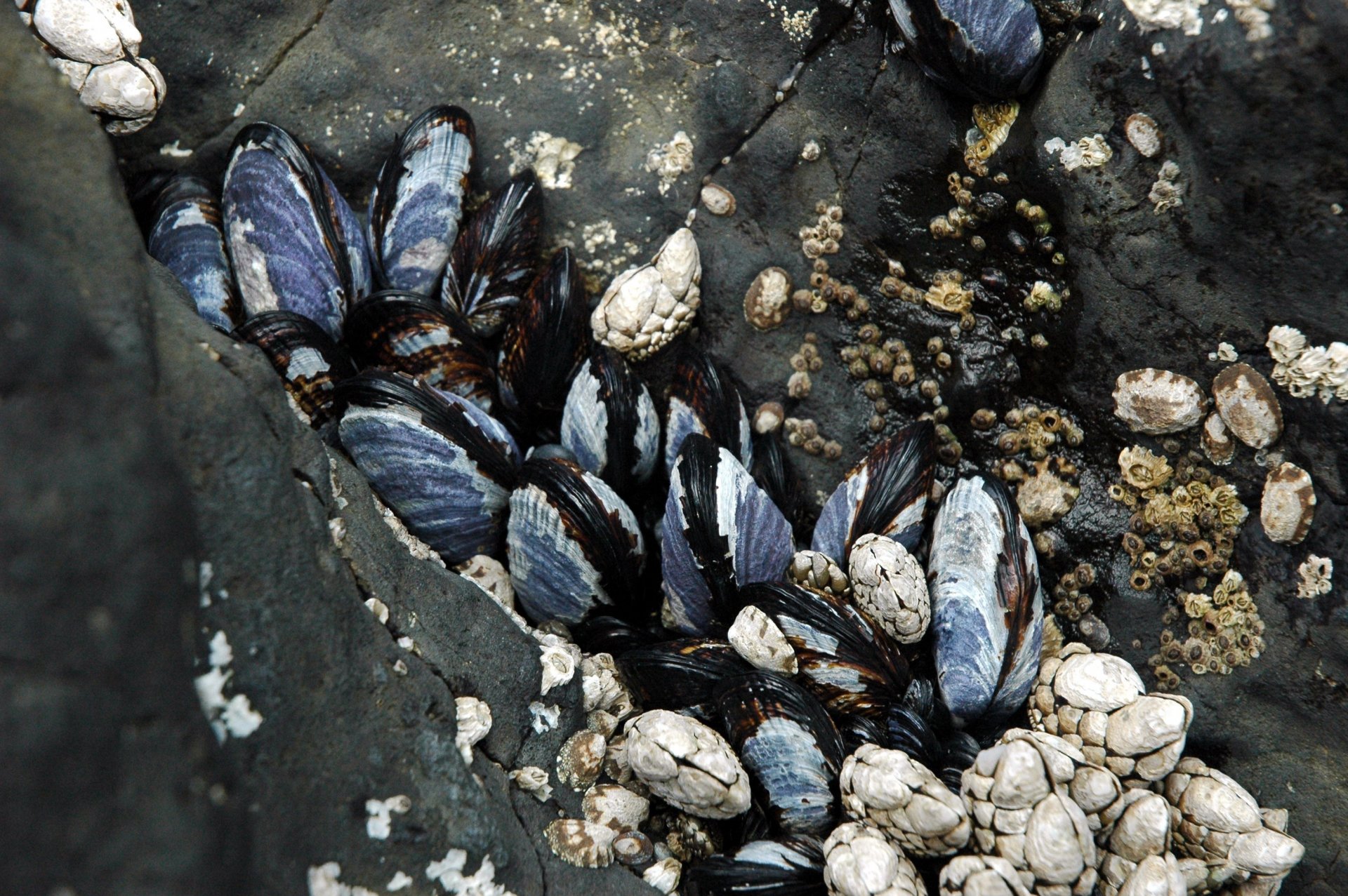 piedras grises almejas conchas colores piedras