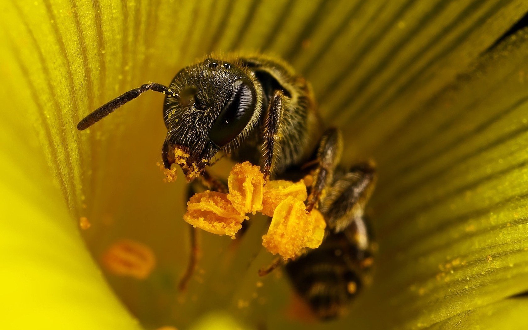 fiore giallo ape fiori polline insetti animali