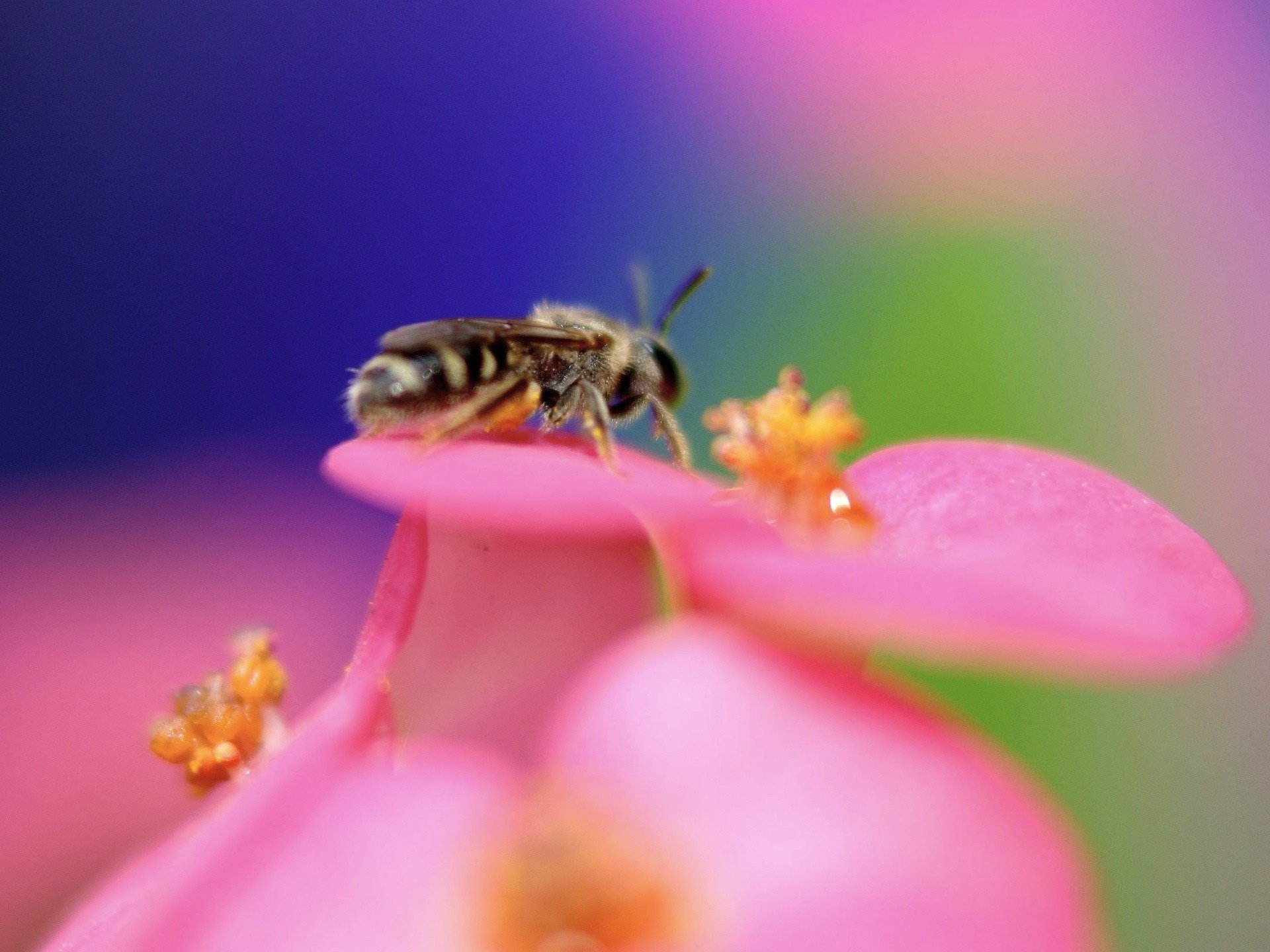 insect wasp pink flower insects animal