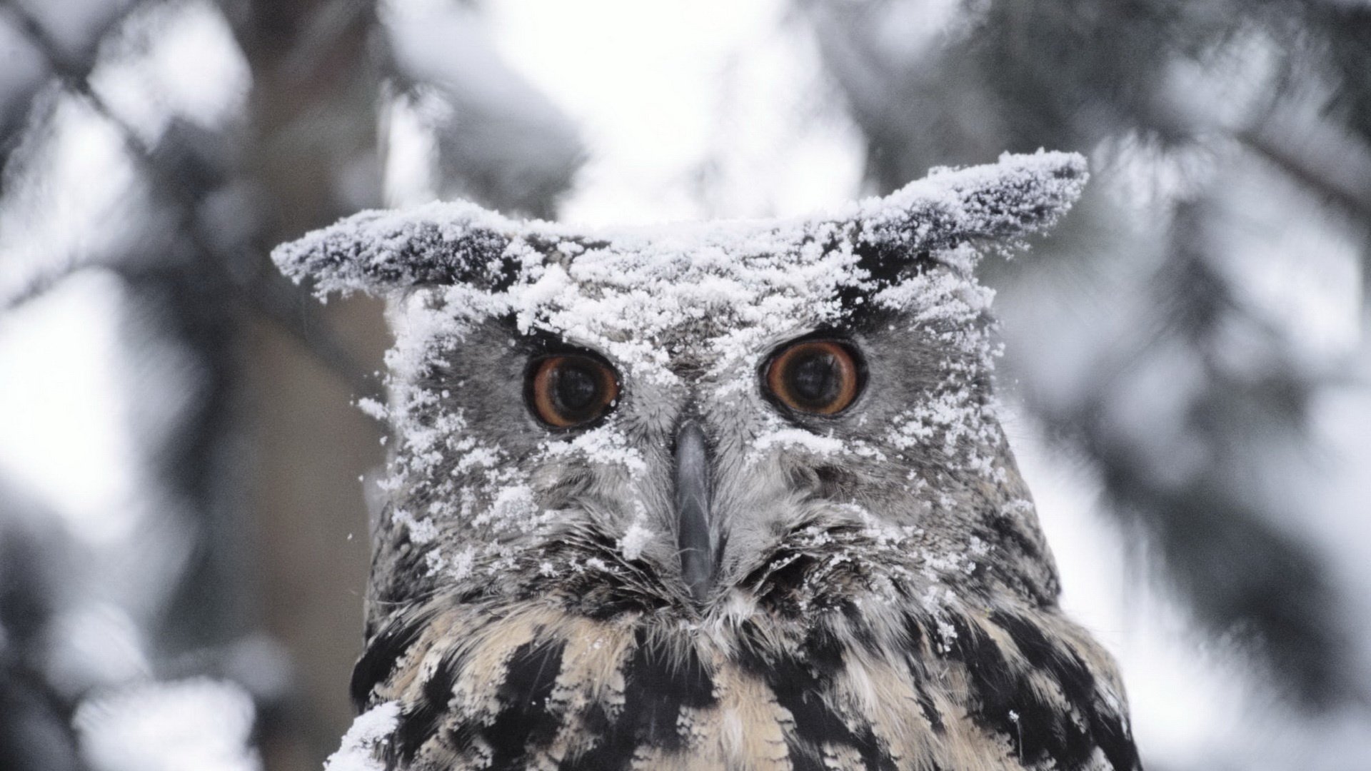 voici à vous hibou plumes dans la neige oiseaux regard yeux plumes