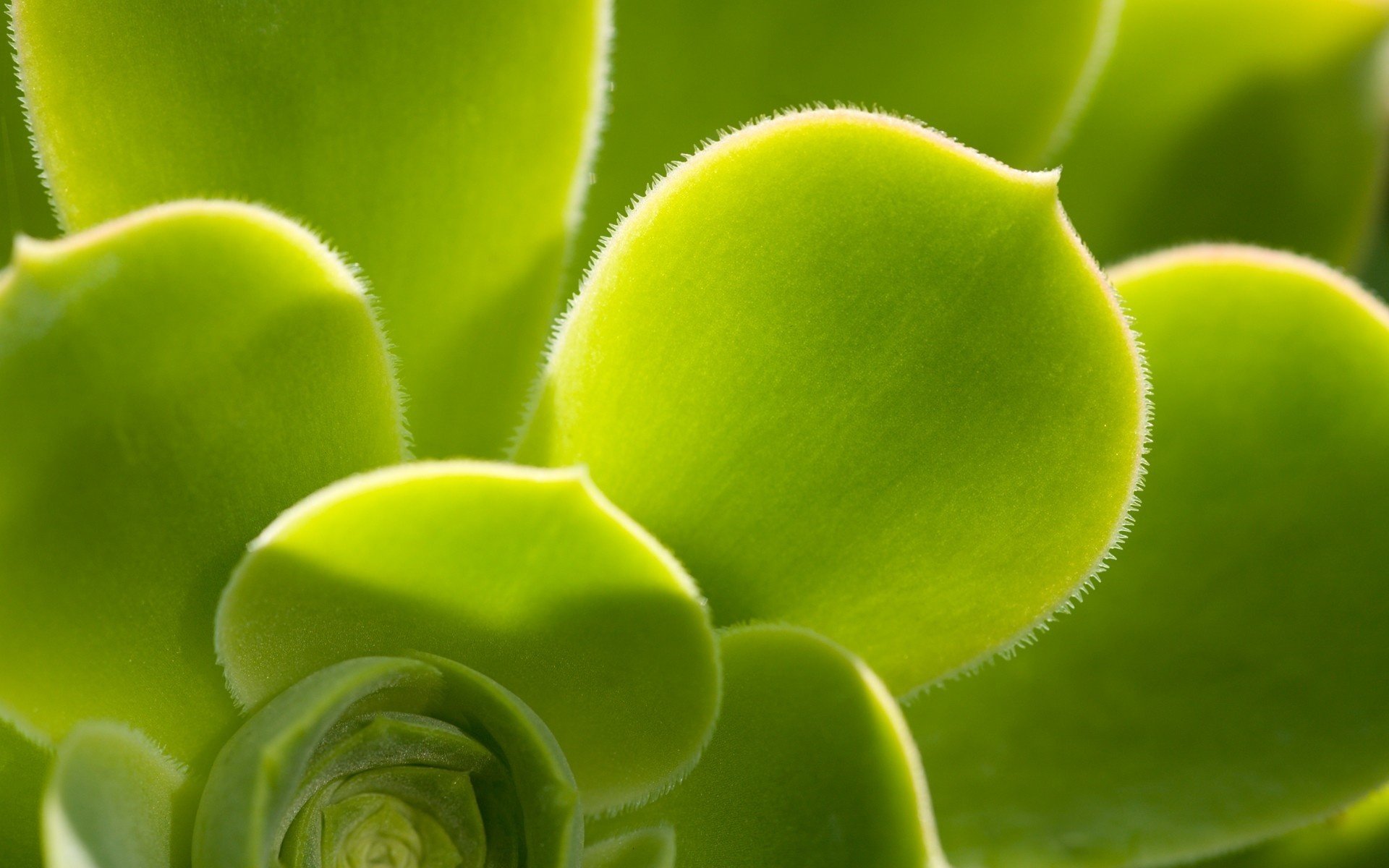 green rosette plant cactus green