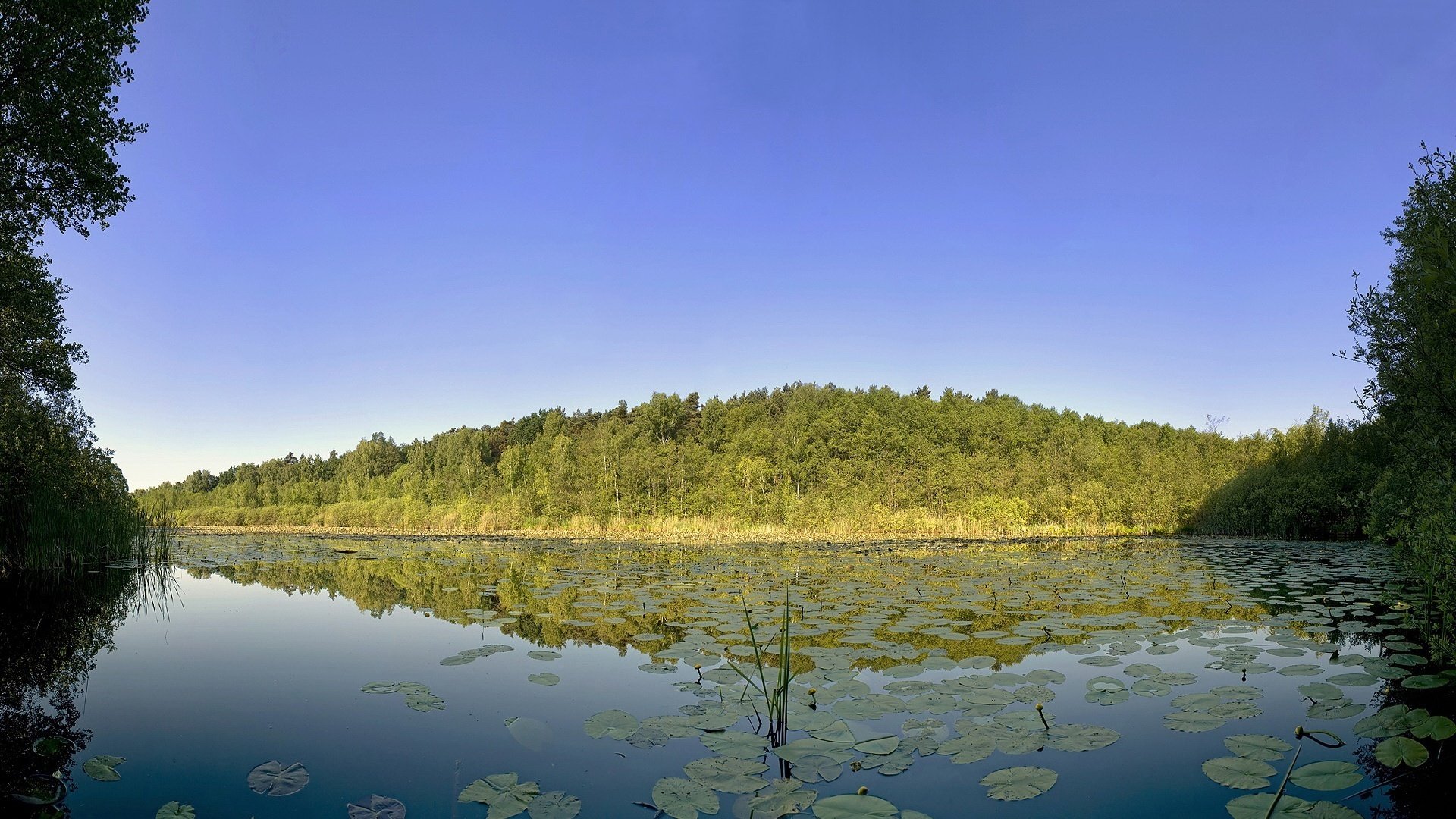 foglie sull acqua lenze da pesca ombra cielo acqua foresta